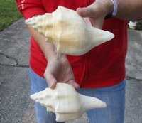 2 pc lot of Chank Shells, Turbinella angulata measuring 7-1/2 inches - Buy Now for $18/lot