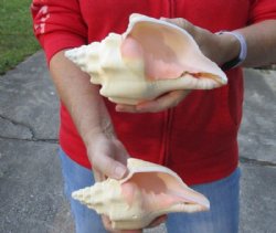2 pc lot of Chank Shells, Turbinella angulata measuring 7-1/4 and 7-3/4 inches - For Sale for $18/lot