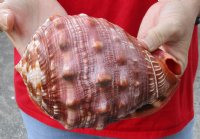 Cameo Bullmouth sea shell measuring 7 inches long (You are buying the shell shown) for $18