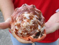 Cameo Bullmouth sea shell measuring 7 inches long (You are buying the shell shown) for $18