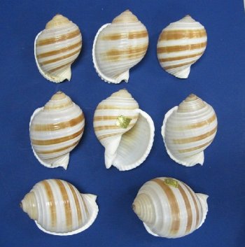Wholesale Tonna Sulcosa Banded Tun Shells, medium hermit crab shells - 3" to 3-1/2" - 12 pcs @ $1.25 each; 96 pcs @ $1.10 each