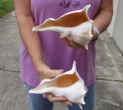 2 pc lot of Left-Handed Lightning Whelks measuring 7-1/4 and 7-1/2 inches - For Sale for $18/lot