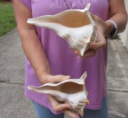 2 pc lot of Left-Handed Lightning Whelks measuring 7-1/4 and 7-3/4 inches - For Sale for $18/lot