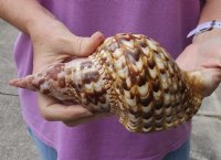 Caribbean Triton seashell 8 inches long - (You are buying the shell pictured) for $15