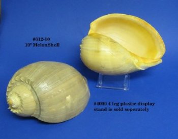 Philippine Crowned Baler Melon Shells, 10 inches (Case of 16)