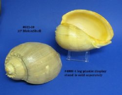 10 inches Wholesale Philippine Crowned Baler Melon Shells - 2 pcs  $10.00 each 