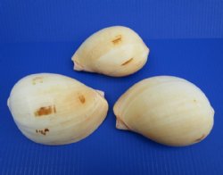 5" Wholesale Melo Melo Indian volute shells - 6 pcs @ $1.50 each; 48 pcs @ $1.35 each