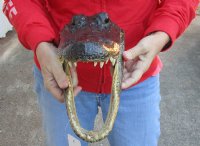 12-1/4 inch alligator head from a Louisiana gator - you are buying the one pictured for $30