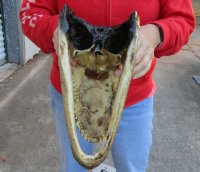 12-1/4 inch alligator head from a Louisiana gator - you are buying the one pictured for $30