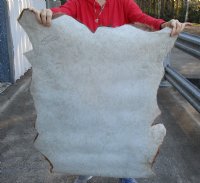 Real Goat Hide for sale (Capra aegagrus hircus) for sale 37 x 27 inches - review all photos - you are buying the goat hide pictured for $32