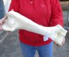 18 inch Giraffe Humerus Bone from upper leg - You are buying the giraffe bone shown for $45 