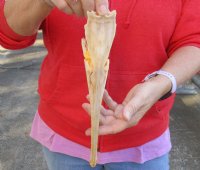 10-1/2 inch by 2 inch longnose gar skull (Lepisosteus osseus).  You are buying the skull pictured for $50.00