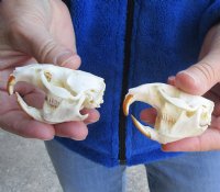 Two Muskrat Skulls 2-1/2 inches for $36.00