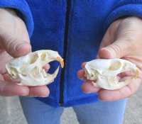 Two Muskrat Skulls 2-1/4 and 2-1/2 inches for $36.00