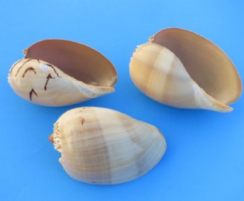 Philippine Crowned Baler Melon Shells, 6 inches (Case of 48)