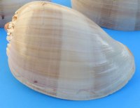 Philippine Crowned Baler Melon Shells, 6 inches (Case of 48)