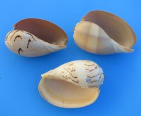 Philippine Crowned Baler Melon Shells, 6 inches (Case of 48)