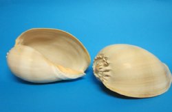 7 inches Wholesale Philippine Crowned Baler Melon Shells - 36 pcs @ $3.00 each