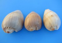 Philippine Crowned Baler Melon Shells, 7 inches (Pack of 6)