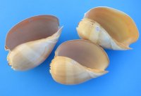 Philippine Crowned Baler Melon Shells, 7 inches (Pack of 6)