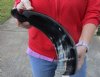 21 inches polished Indian water buffalo horn with wide base opening for sale - You are buying the one pictured for $32