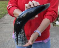 21 inches polished Indian water buffalo horn with wide base opening for sale - You are buying the one pictured for $32