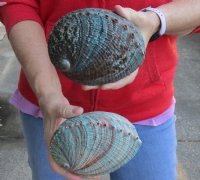 2 pc Natural Green Abalone shells measuring 5-1/2 inches - You will receive the 2 pictured for $17/lot