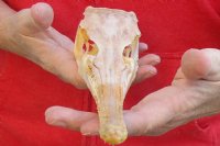 13 inch by 2-1/2 inch longnose gar skull (Lepisosteus osseus) for $65.00