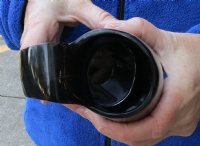 Polished Ox horn mug, Cow horn mug measuring approximately 6 inches tall for $26