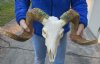 African Ram/Sheep Skull and Horns 23 inches around the curl - Review all photos. You are buying the skull pictured for $140 (Horns don't come off)