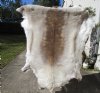 58 by 50 inches Finland Reindeer Hide, Skin, farm raised - You are buying this one for $155