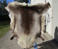 52 by 50 inches Finland Reindeer Hide, Skin, farm raised - You are buying this one for $155