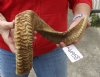 Sheep Horn 27 inches measured around the curl $28 (You are buying this horn, which has natural imperfections - view all photos.)