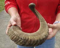 Sheep Horn 25 inches measured around the curl $25 