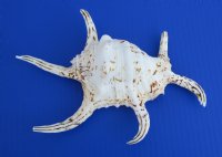 Lambis Chiragra Spider Conch Shells, lambis chiragra, 7 to 9 inches  (Case of 30)