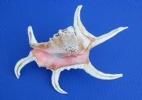 Lambis Chiragra Spider Conch Shells, lambis chiragra, 7 to 9 inches  (Case of 30)
