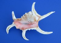 Wholesale lambis chiragra spider conch shells 8 to 10 inches Bulk large seashells - Packed 2 @ $5.00 each; Packed: 20 @ $4.50 each