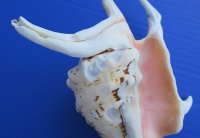 Lambis Chiragra Spider Conch Shells, lambis chiragra, 7 to 9 inches  (Case of 30)