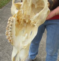 Wholesale Grade B African Impala Skull and Horns, damaged and discounted -  $80.00 each; 5 or more @ $72.00 each