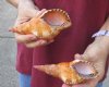 2 pc lot of  Blonde Caribbean Triton Trumpet seashell measuring 5-1/2 and 5-3/4 inches long - (You are buying the shell pictured) for $15/lot