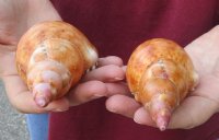 2 pc lot of  Blonde Caribbean Triton Trumpet seashell measuring 5-1/2 and 5-3/4 inches long - Buy Now for $15/lot