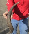 Kudu horn for sale measuring 17 inches, for making a shofar.  You are buying the horn in the photos for $14.00 (Holes)