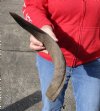 Kudu horn for sale measuring 21 inches, for making a shofar.  You are buying the horn in the photos for $20.00 (Holes)