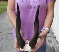 Bushbuck Skull Plate and Horns 11-1/2 and 12 inches for $45.00 
