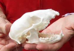 Raccoon Skull measuring 4-1/2 inches long for $30