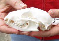 Raccoon Skull measuring 4-1/2 inches long for $30 