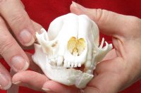 Raccoon Skull measuring 4-1/2 inches long for $30 