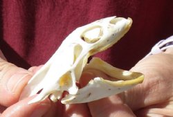 Soft Shell Turtle Skull 2-3/4 inches for $36