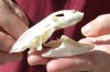 Soft Shell Turtle Skull 3-1/4 inches (You are buying the turtle skull shown) for $48