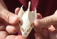 Soft Shell Turtle Skull 3 inches for $48